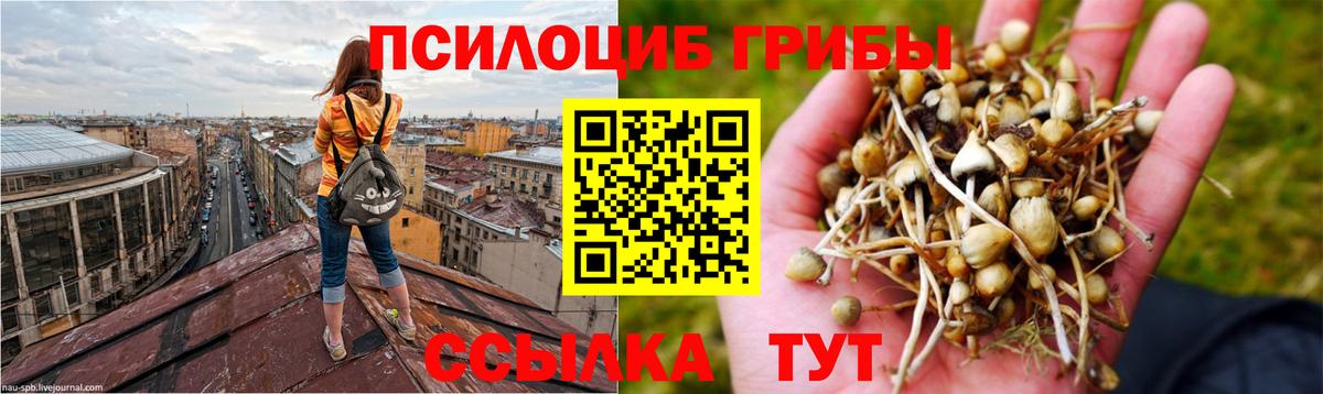 Южноуральск  Псилоцибиновые грибы Psilocybine cubensis  Вход с VPN 